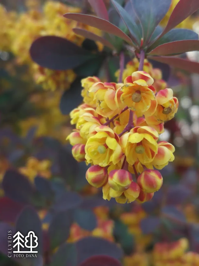 Berberis × ottawensis   'Auricoma'